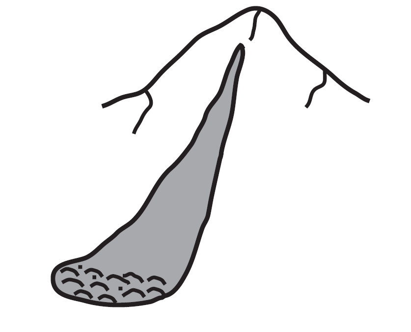 Shape of a loose snow avalanche