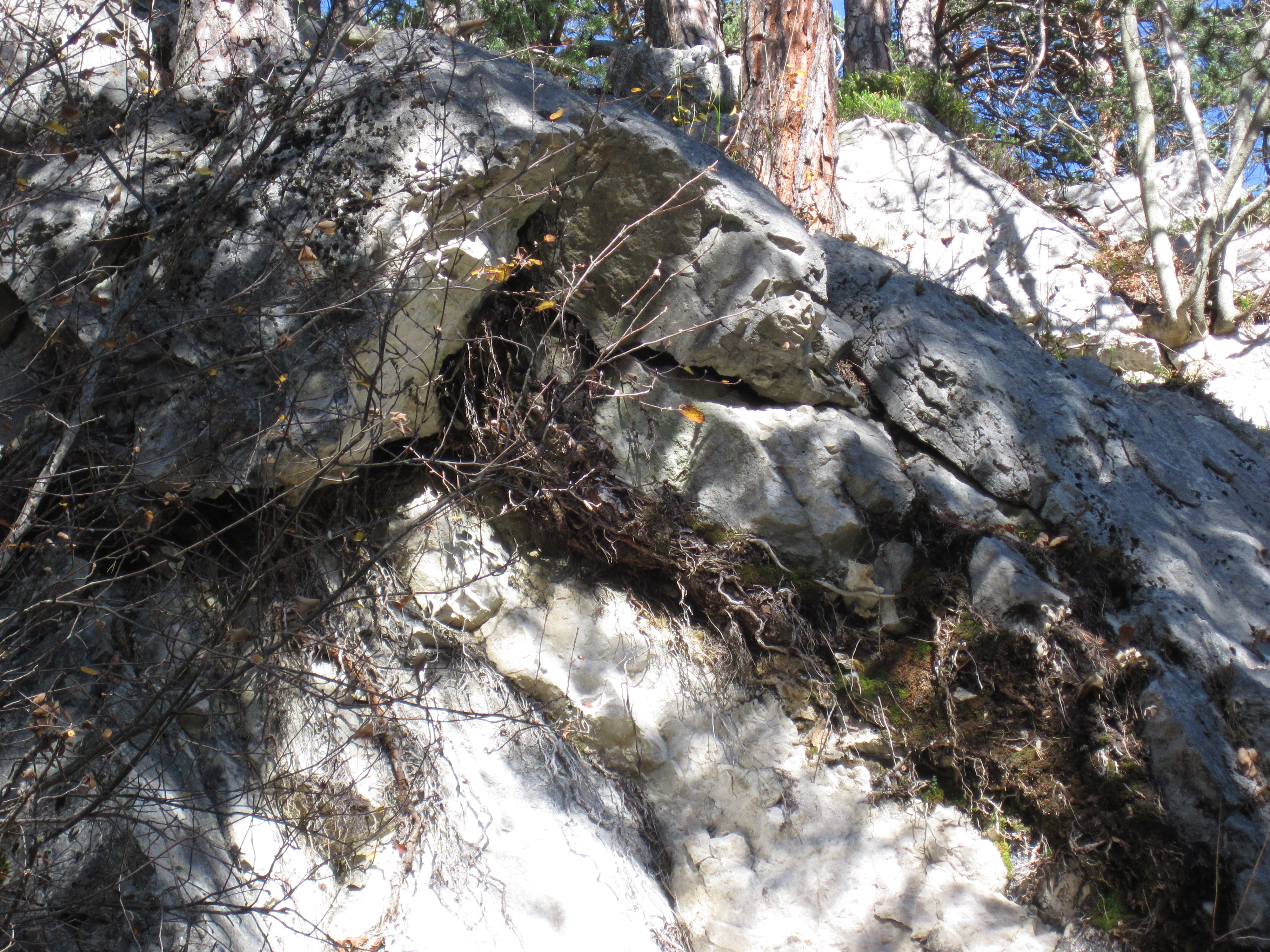 Negative effect of forest stands in a rockfall source area. Roots penetrating rock joins - increasing the likelihood of rockfall.