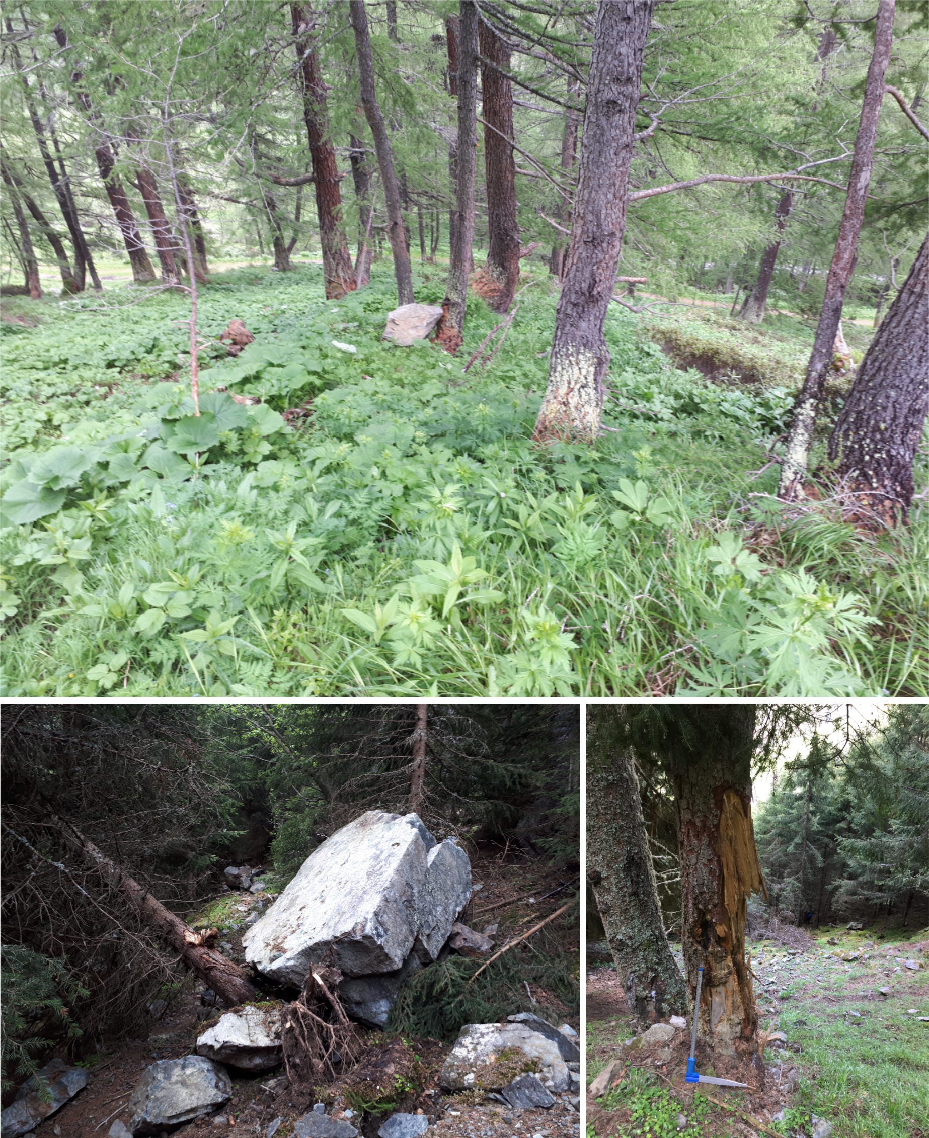 Effect of the forest on rockfall. (Photo: Lauss E.)