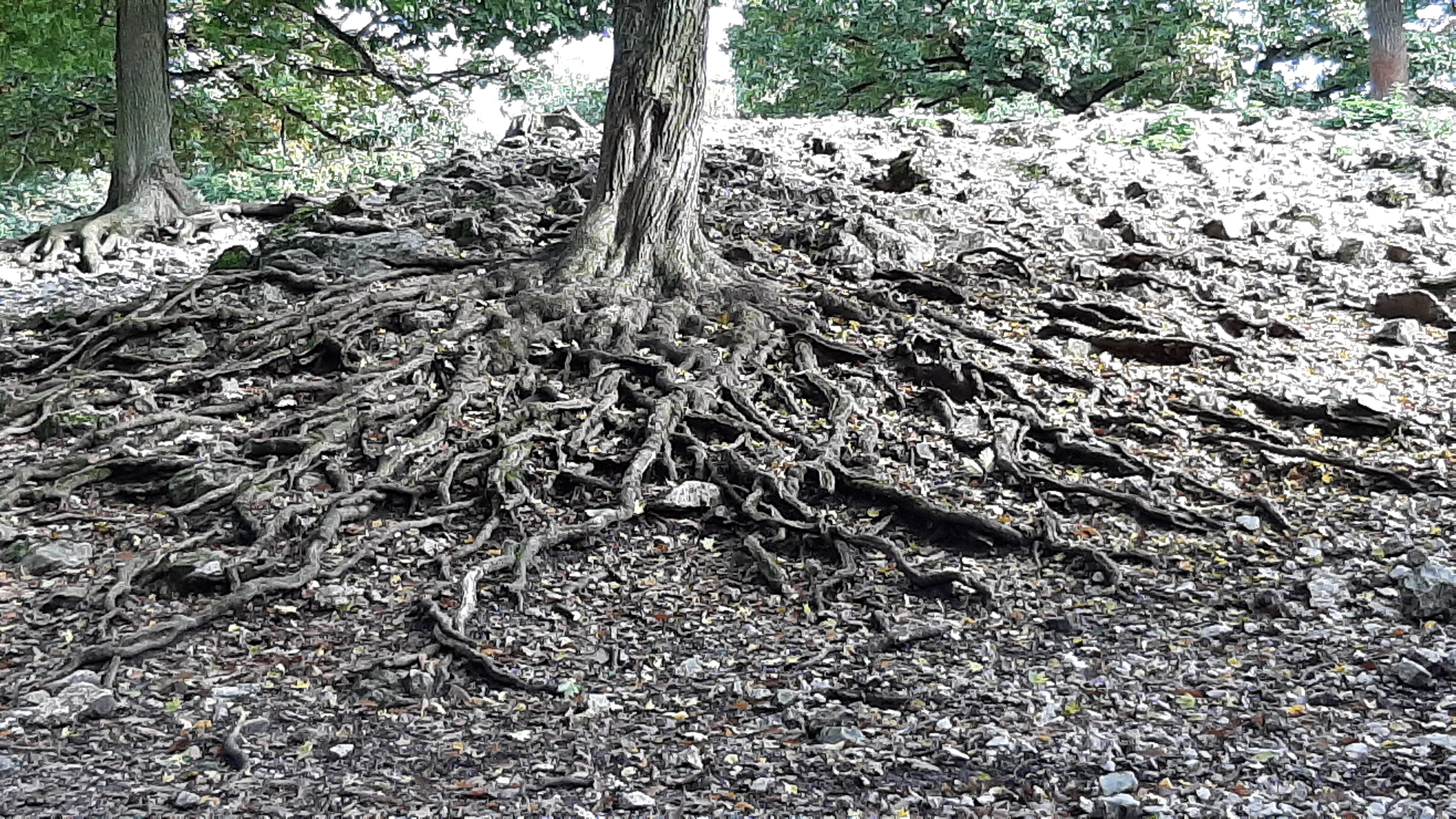 Root reinforcement acting as apparent cohesion of the upper soil layer.