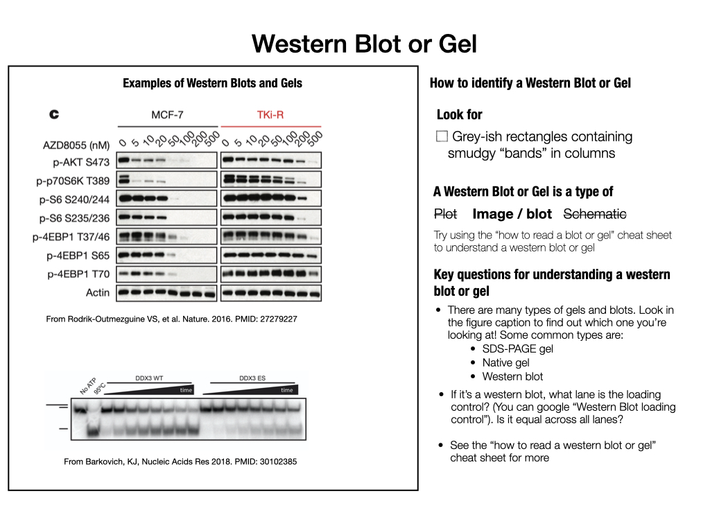 If your panel most resembles a western blot or gel, try the [Reading a gel or blot guide](#read_blot_guide).