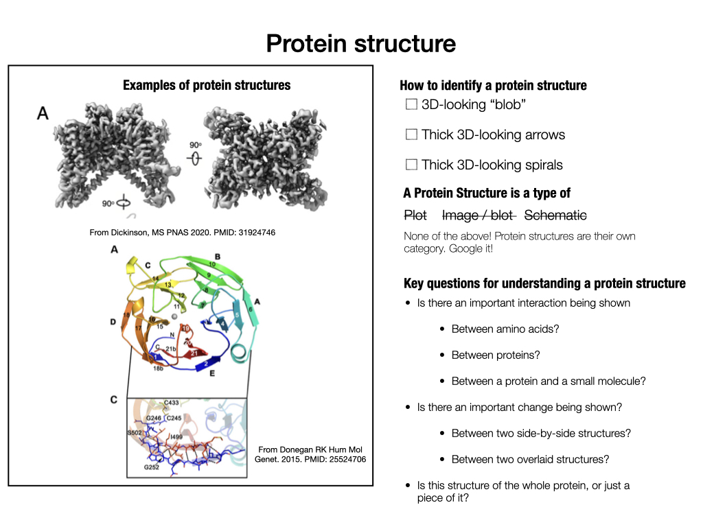 If your panel most resembles a protein structure, try answering the "Key questions for understanding a protein structure" above, and looking up more instructions online. We don't have a guide for reading protein structures here.