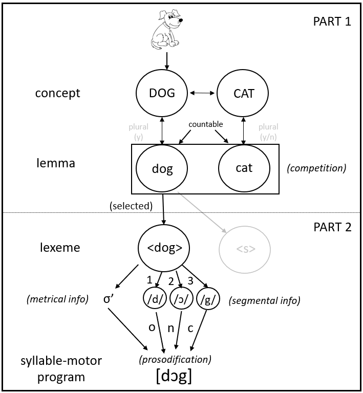 The Levelt, Roelofs & Meyer (1999) model of language production. (s= syllable, o= onset, n=nucleus, and c=coda)