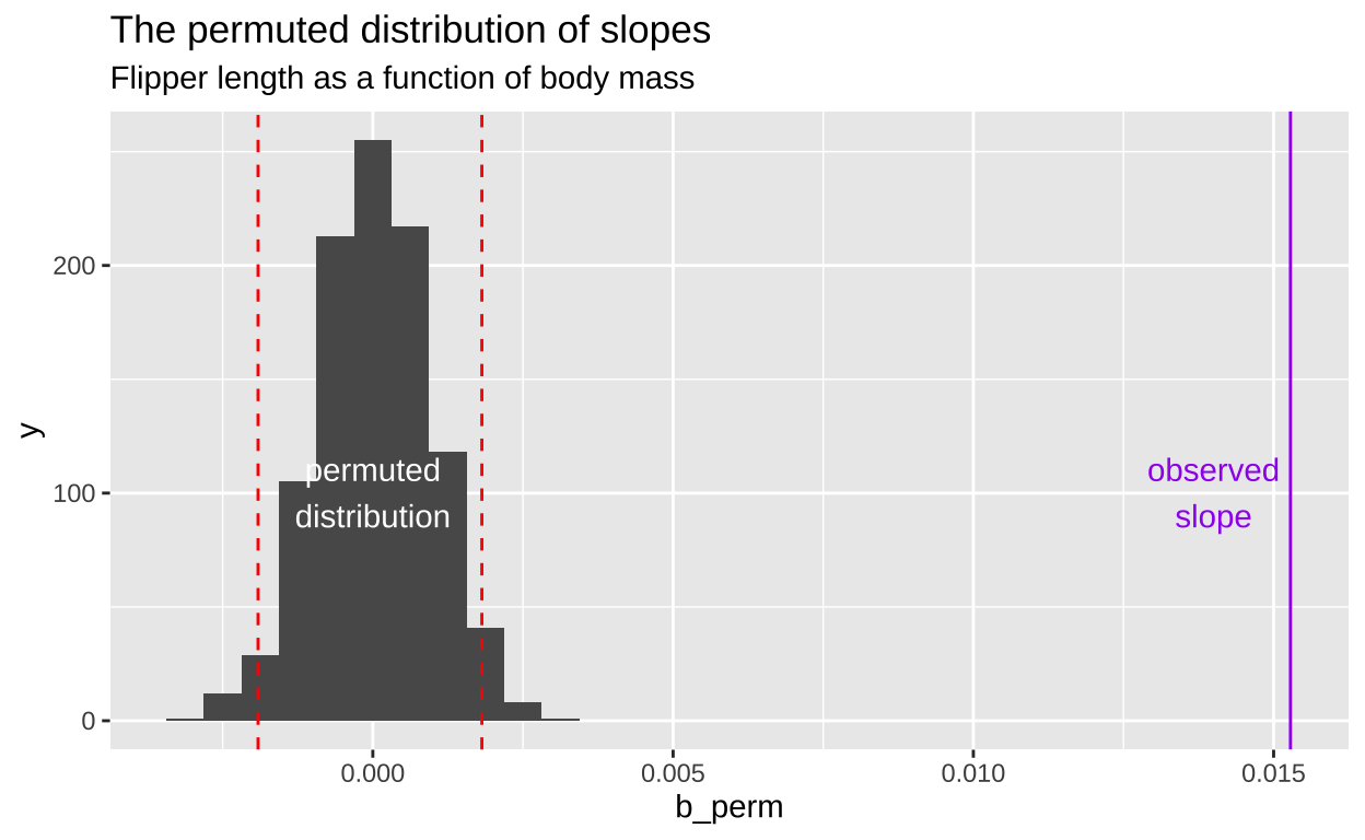 The distribution of slopes generated from permuted data (shown in black) for the relationship between flipper length and body mass in penguins. The red dashed lines represent the central 95 percent of the permuted slope distribution (representing the critical threshold for significance), while the purple line marks the observed slope from the actual data. The observed slope is significantly larger than any of the slopes generated from the permuted data, suggesting strong evidence against the null hypothesis of no association.