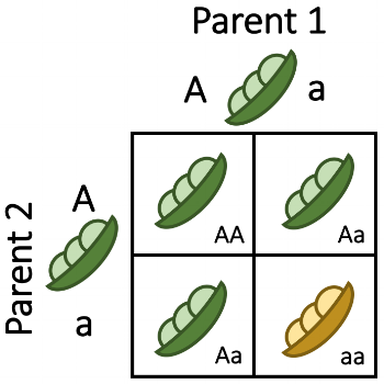 A Punnett Square is a classic example of independent probabilities <span style="color:lightgrey;">(Image from the [Oklahoma Science Project](https://okscienceproject.org/lesson-2-punnett-squares))</span>.