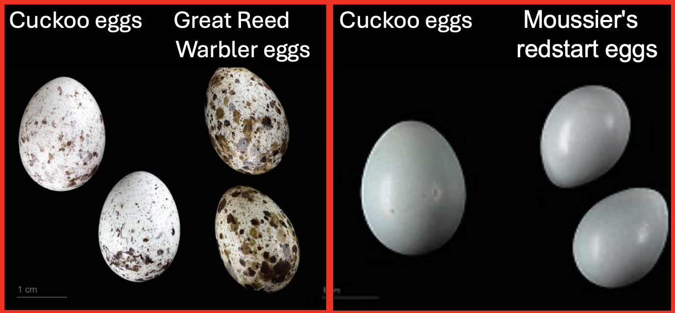 The image shows two sets of comparisons between bird eggs. On the left, the comparison is between the eggs of a cuckoo and a Great Reed Warbler. The cuckoo eggs are speckled with brown spots on a white background, similar in appearance to the larger, more speckled Great Reed Warbler eggs next to them. On the right, the comparison is between cuckoo eggs and Moussier's redstart eggs. The cuckoo eggs appear smooth and white, closely resembling the similarly smooth, pale-colored eggs of the Moussier's redstart next to them. A scale marker indicates the eggs are approximately 1 cm in size.