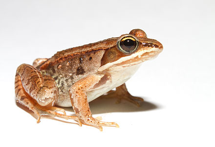 A wood frog with a brown and tan patterned body, sitting on a white background. The frog has a distinctive dark eye mask and slightly raised ridges along its back.