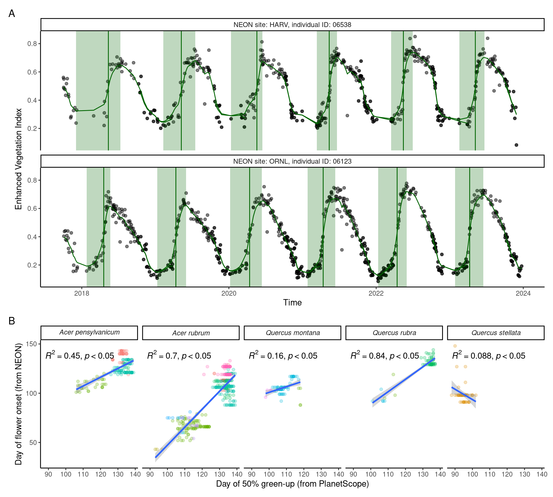 Individual phenological observations extracted from PlanetScope (PS) and National Ecological Observatory Network (NEON) for wind-pollinated taxa. (A) Extraction of individual-level phenological metric from PS data, showing Enhanced Vegetation Index (black point), smoothed Enhanced Vegetation Index (green line), period of green-up (green shade), and extracted 50% green-up time (vertical green line), using two individuals at HARV and ORNL sites as examples. (B) Correlation between time of 50% green-up from PS and time of flower onset from NEON.