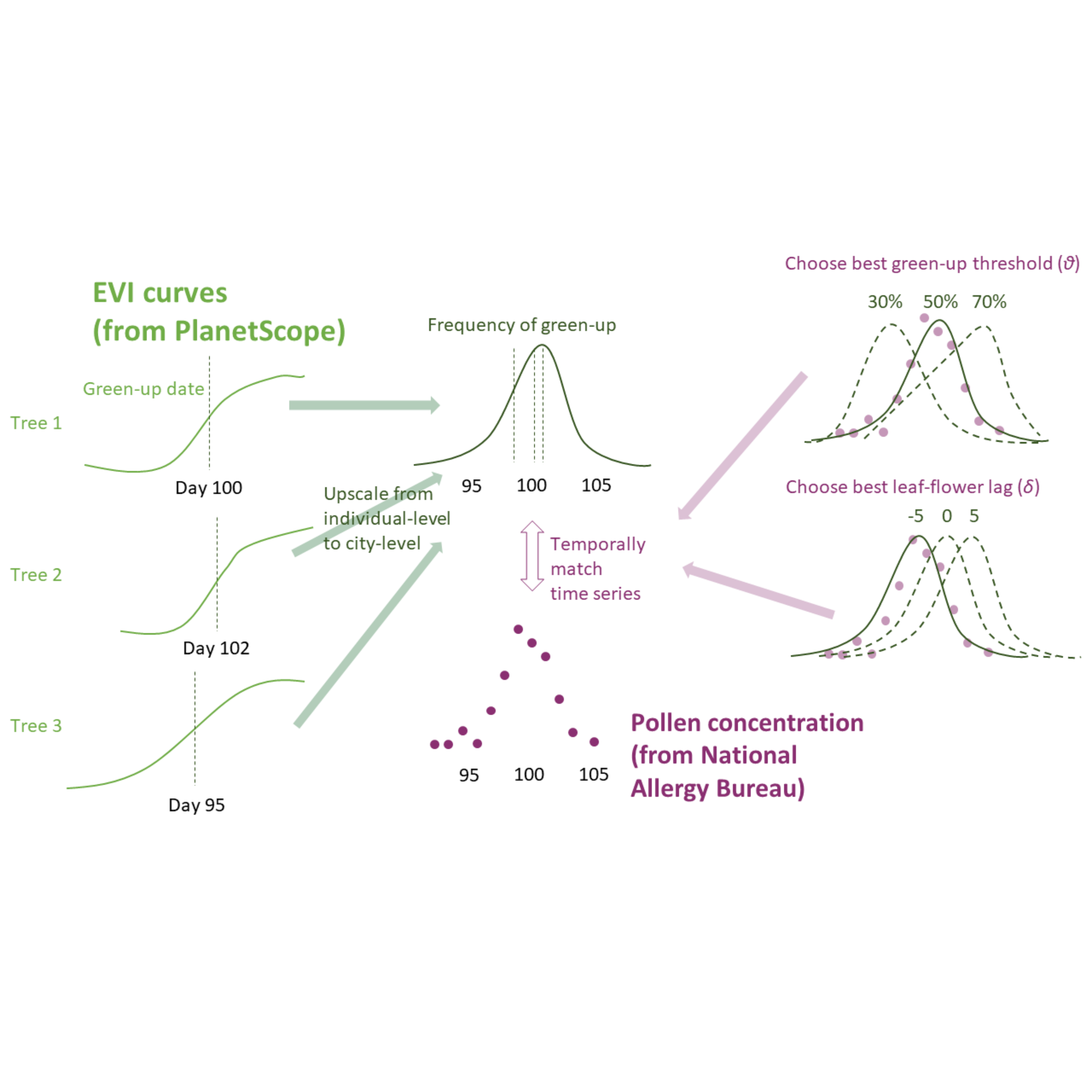 Approach for detecting pollen phenology from remotely-sensed leafing phenology. Enhanced vegetation index (EVI) time series of individual trees are used to determine green-up/down days at various green-up/down thresholds. The green-up/down days were then summarized to the site level as green-up/down frequencies. The green-up/down frequencies were compared with time series of pollen count (squareroot-transformed). For each taxa and across all sites, the green-up/down threshold that lead to the best match in the shapes of leafing and pollen phenology curves was chosen. For each site specifically, the best lag between leafing and pollen phenology curves were chosen.