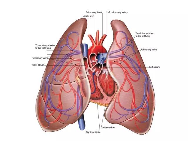 人类心脏与肺之解剖。当肺部肿瘤生长在靠近心脏的位置时，进行穿刺活检有较大风险，此时可选择以液体活检代替。